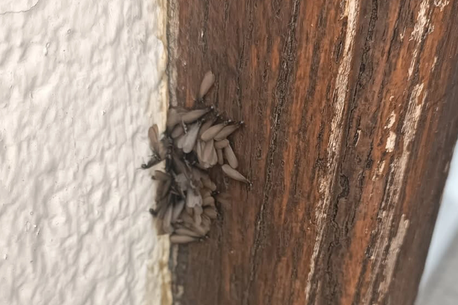 des termites ailés quittent leur nid d'origine pour voler, s'accoupler et fonder de nouvelles colonies à Rivesaltes