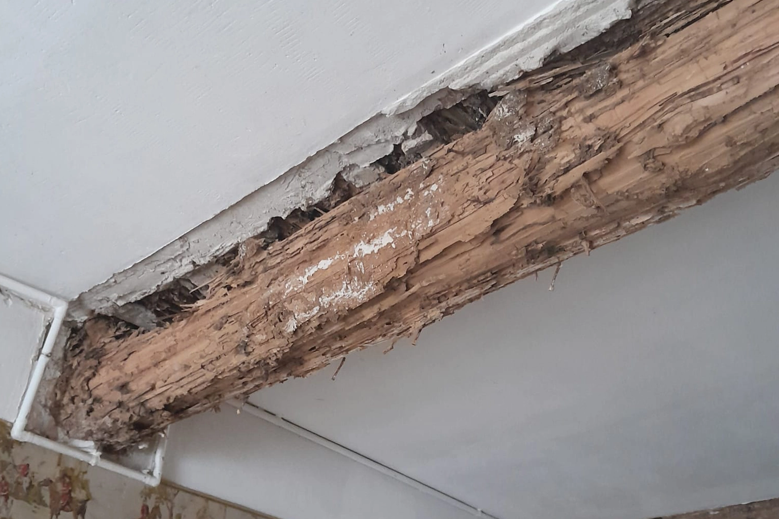 Solivage attaqué par les termites dans une maison ancienne du Haut-Vallespir