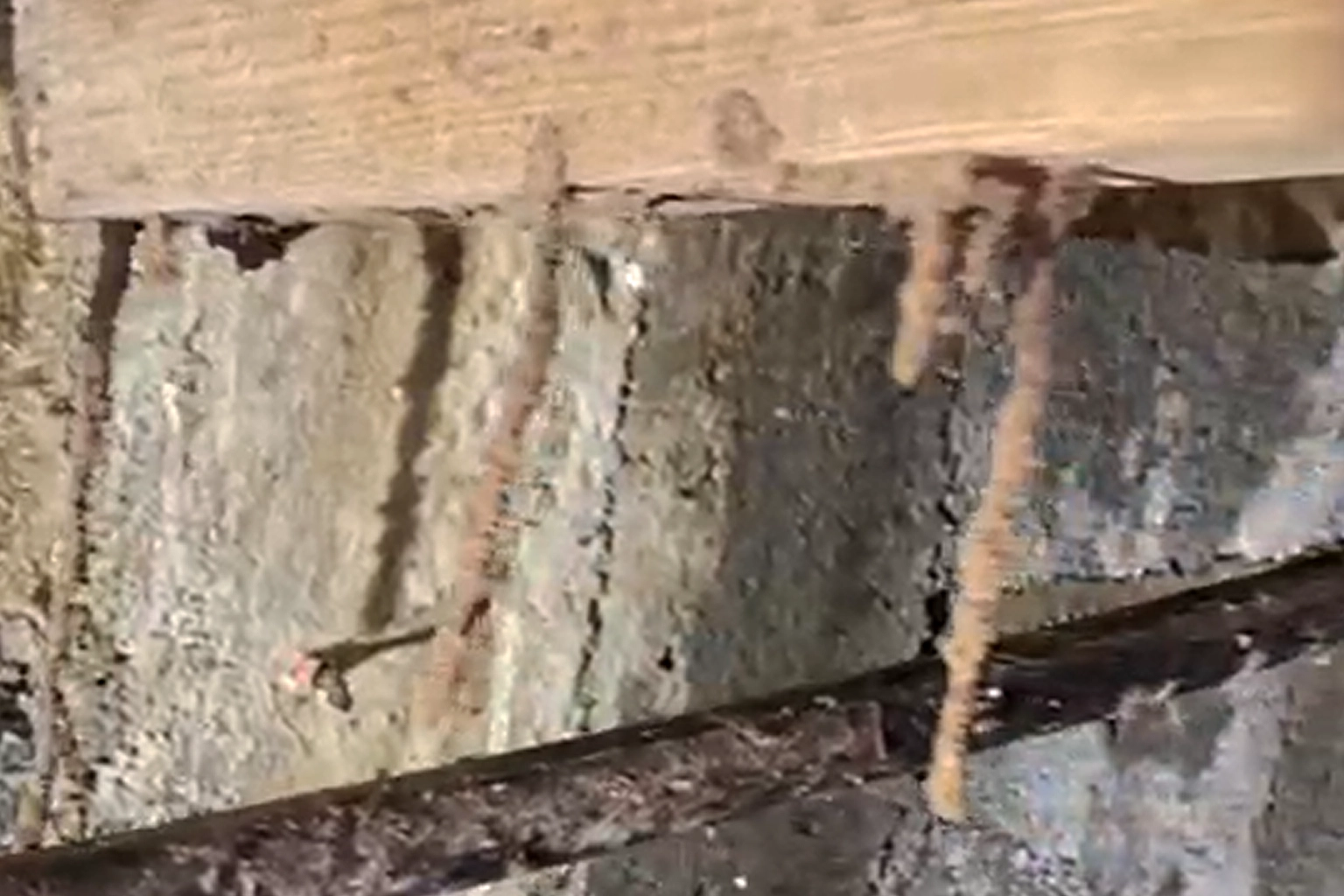 Signes d'infestation de termites sur un bois avec cordonnet de terre