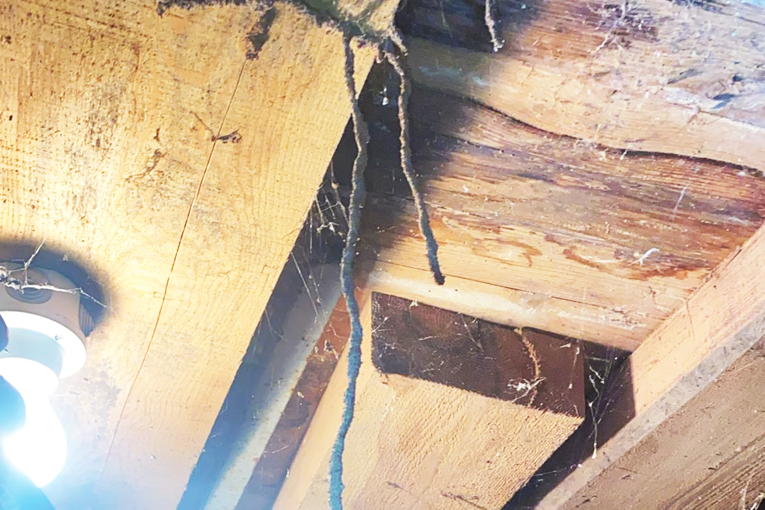 Cordonnets et signes d'une infestation de termites dans une maison