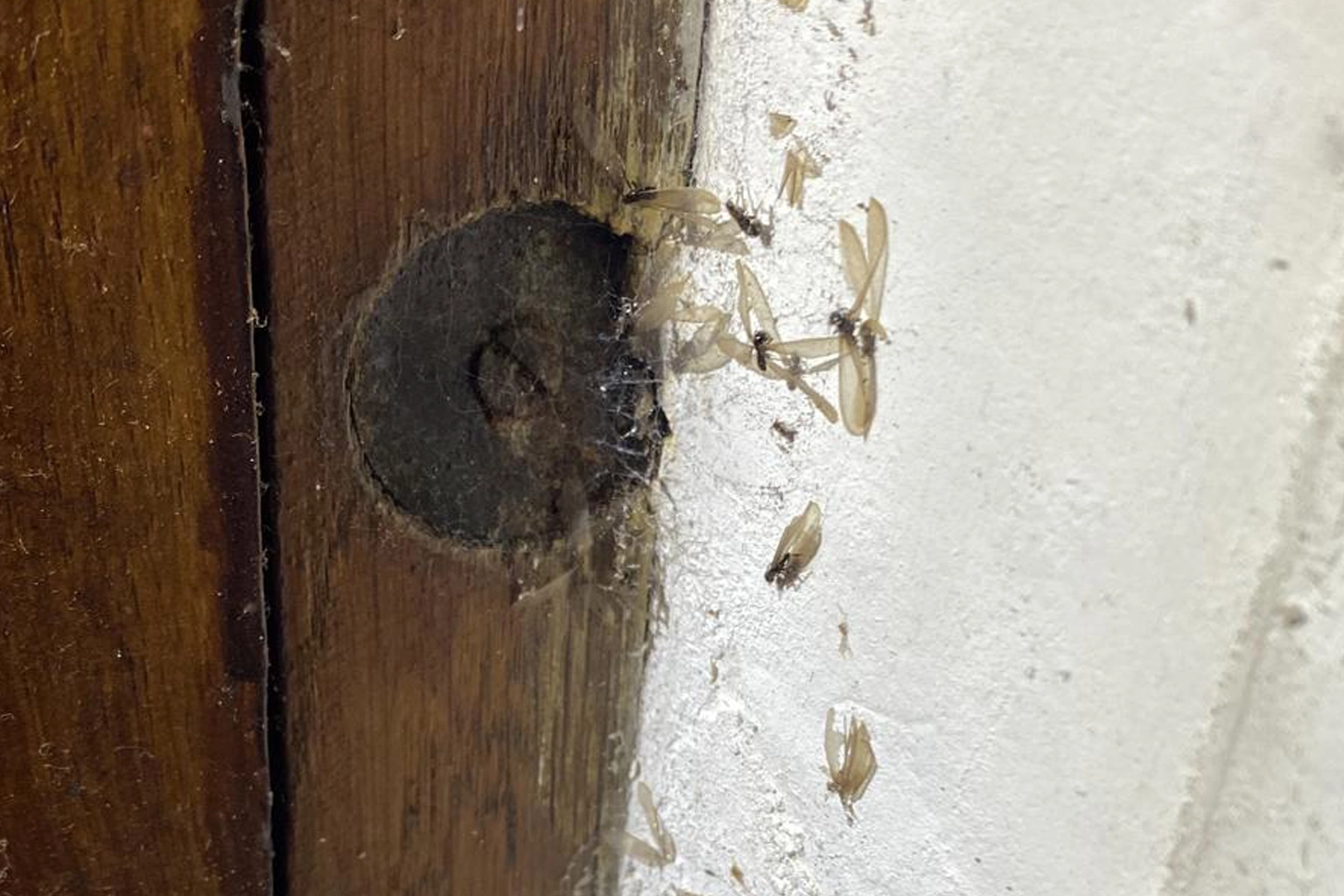 Termites détectés à Capdenac-Gare et Firmi par PAMI 12