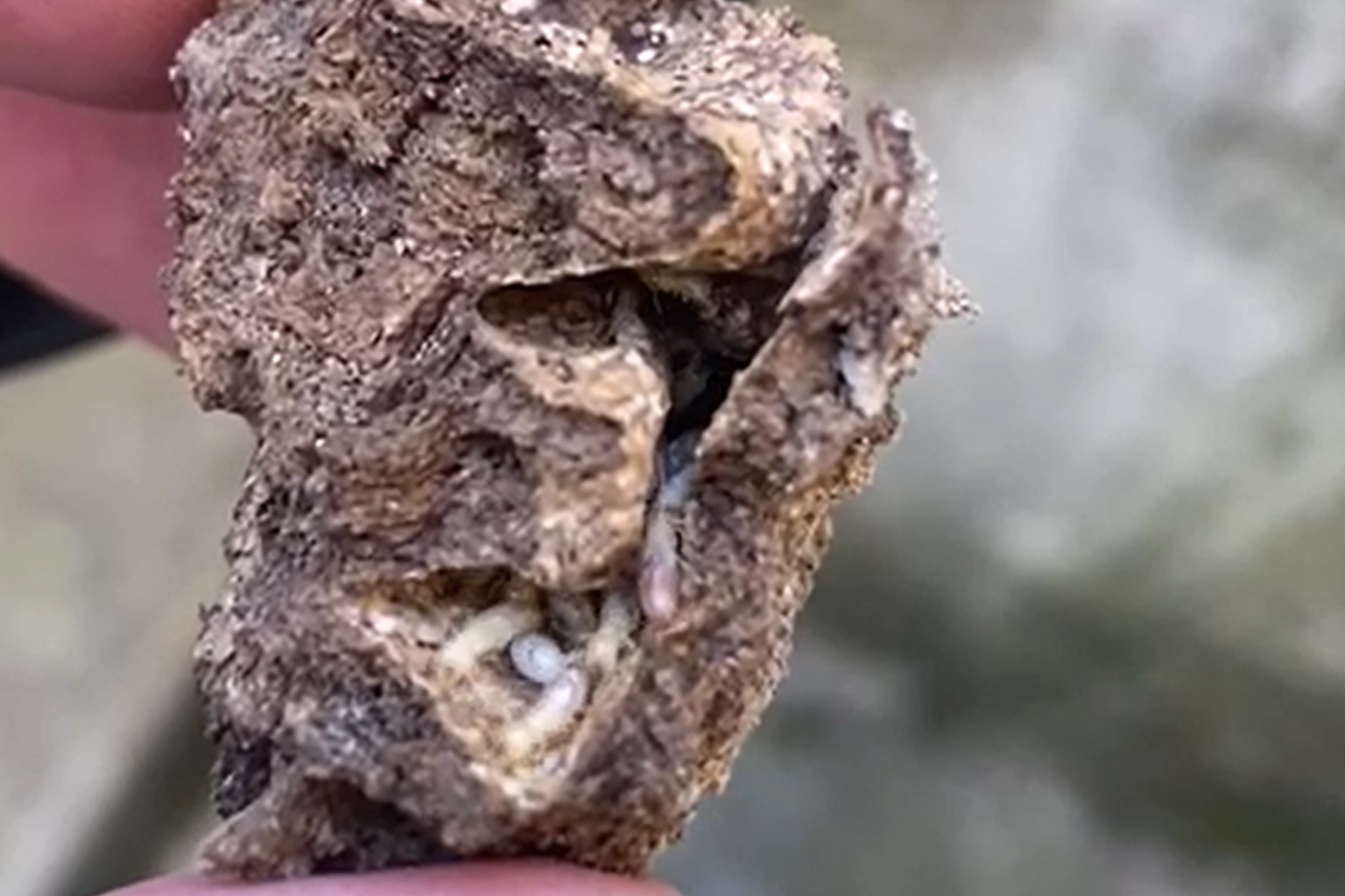 Termites détectés à Pouzolles et Poussan par PAMI 34