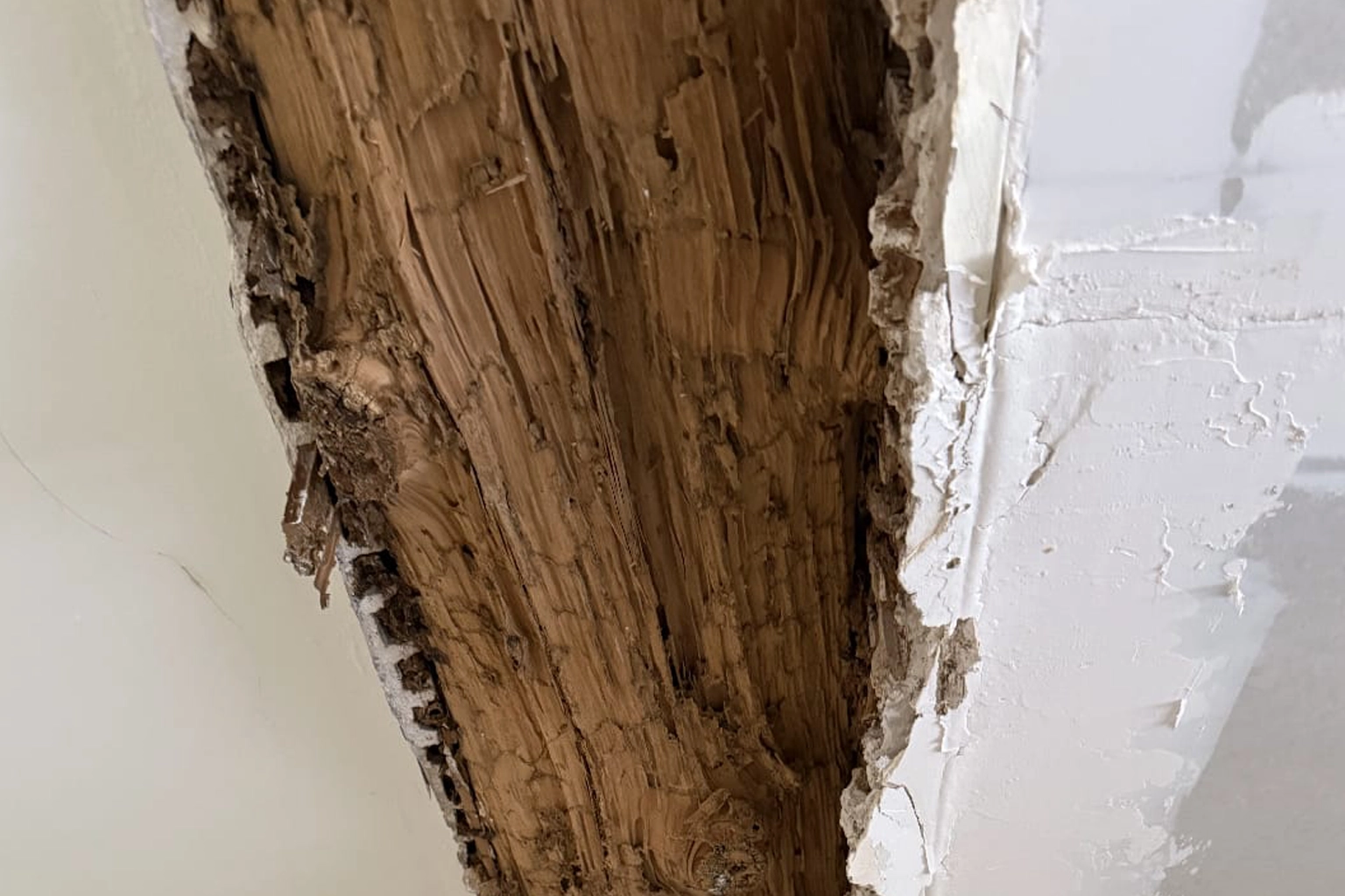 Termites détectés sous une sous-couche de revêtement à Prades