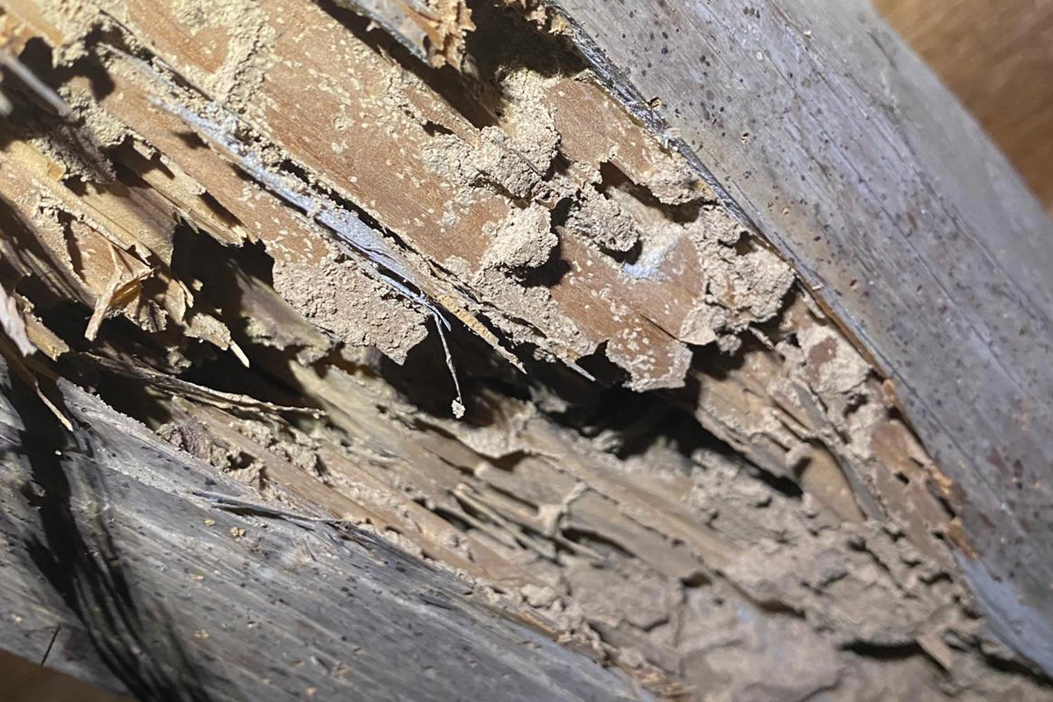 Traitement anti-termites à Agde