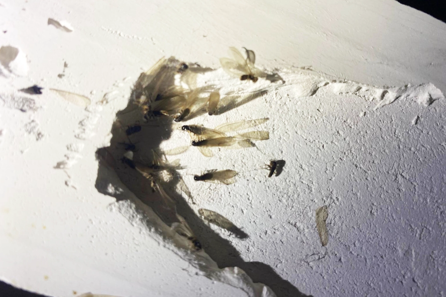 Traitement anti-termites à Aix-en-Provence