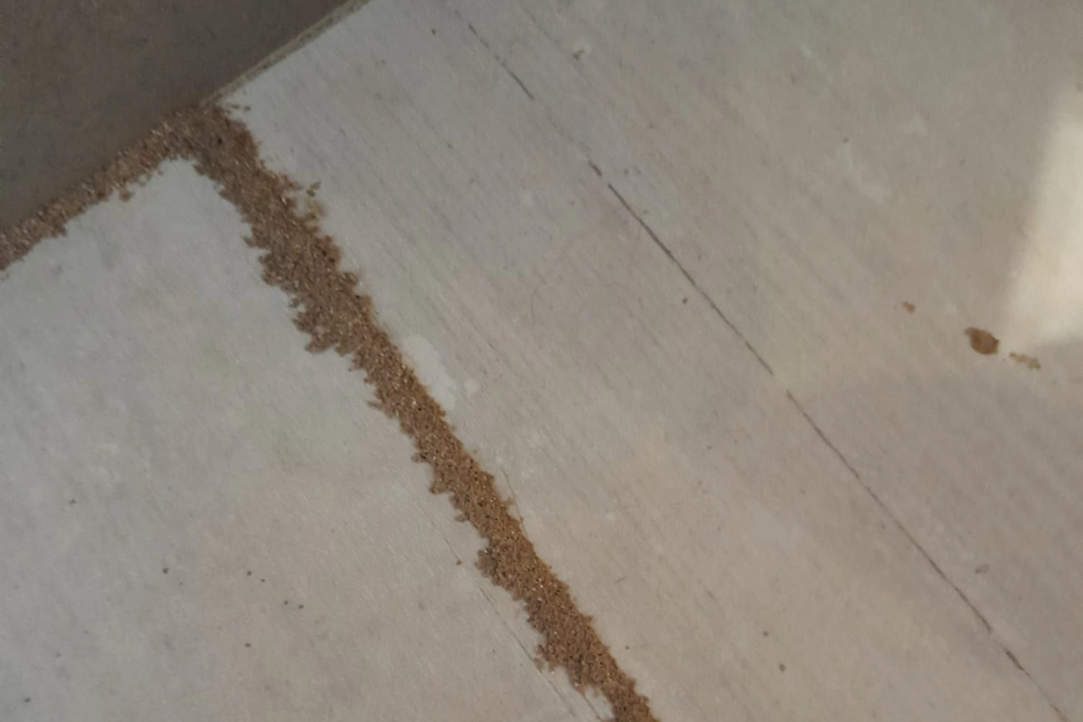 Traitement anti-termites à Argelès-sur-Mer