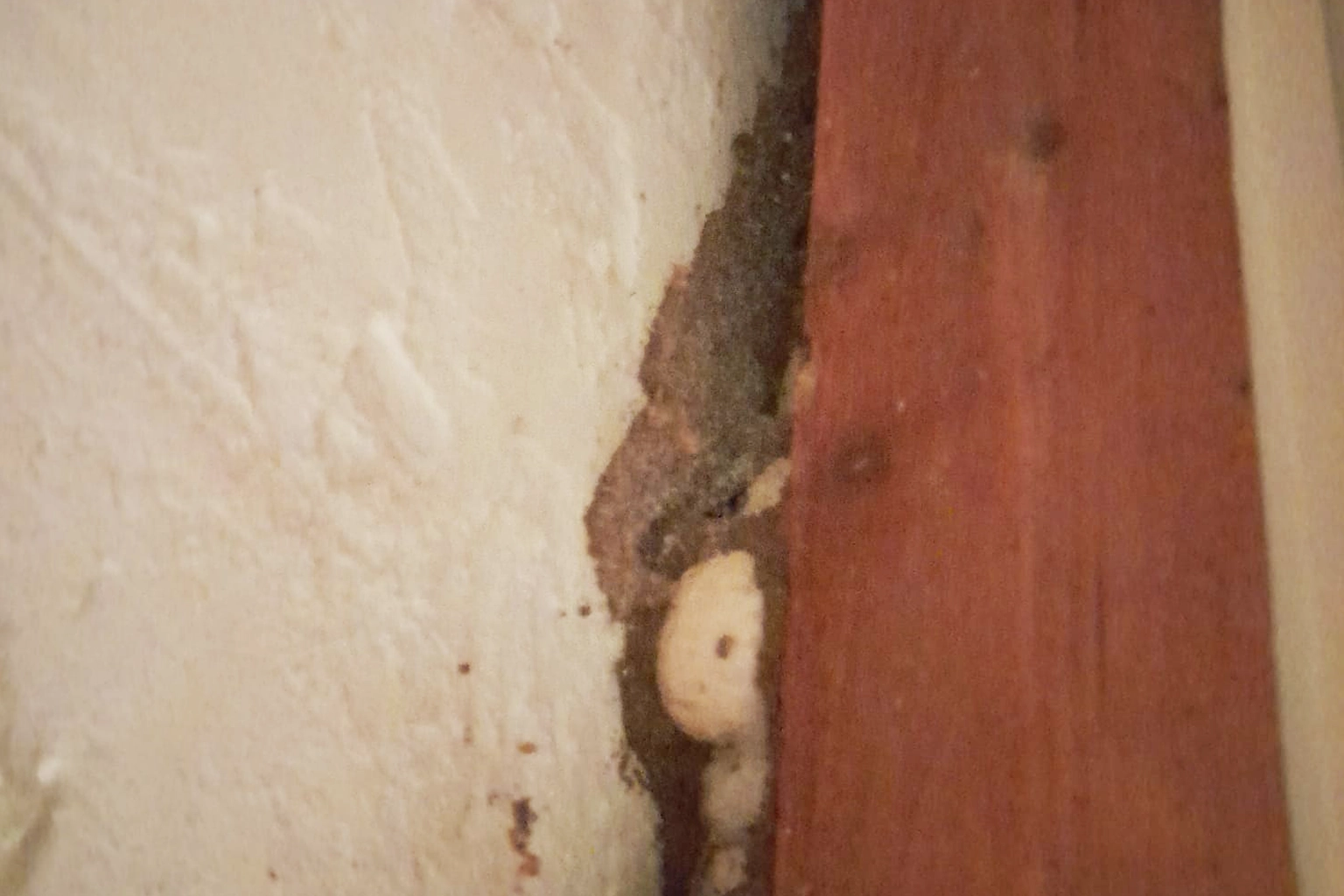 Traitement anti-termites à Arles