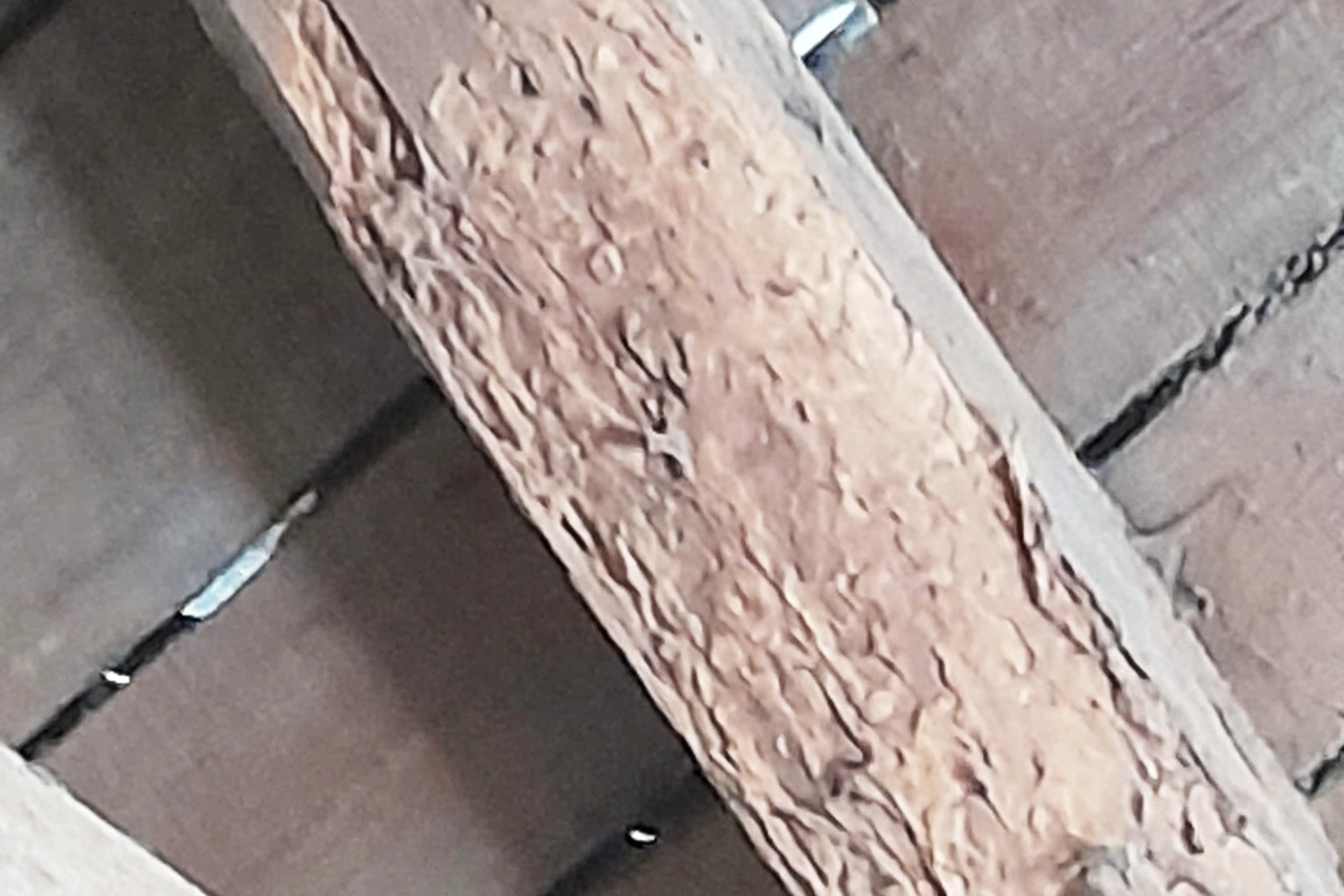 Diagnostic préventif anti-termites à Aurillac