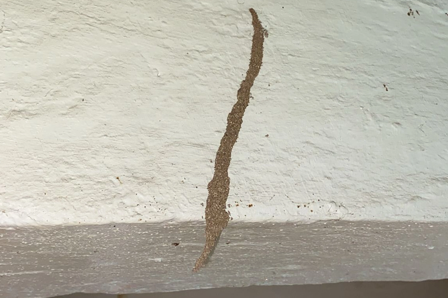 Traitement anti-termites à Béziers