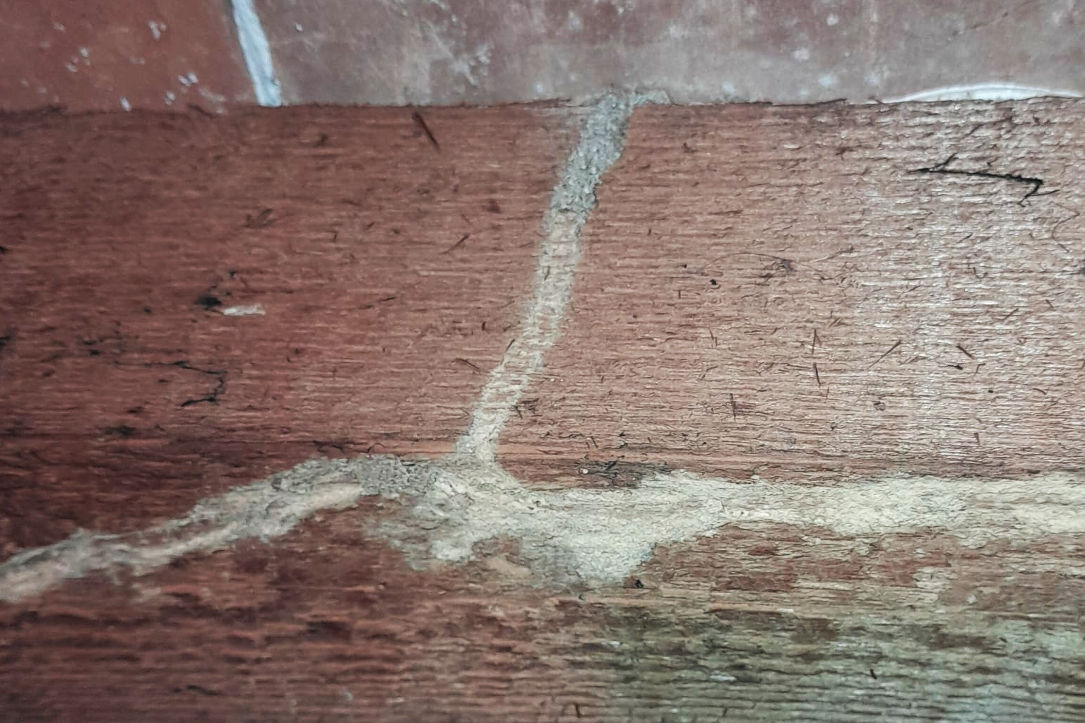 Traitement anti-termites à Castelnaudary