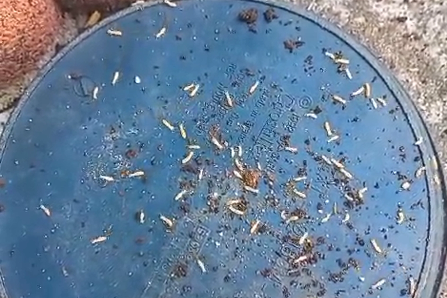 Traitement anti-termites à Caussade