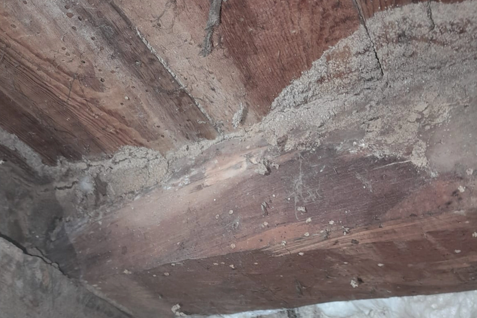 Traitement anti-termites à Cavaillon