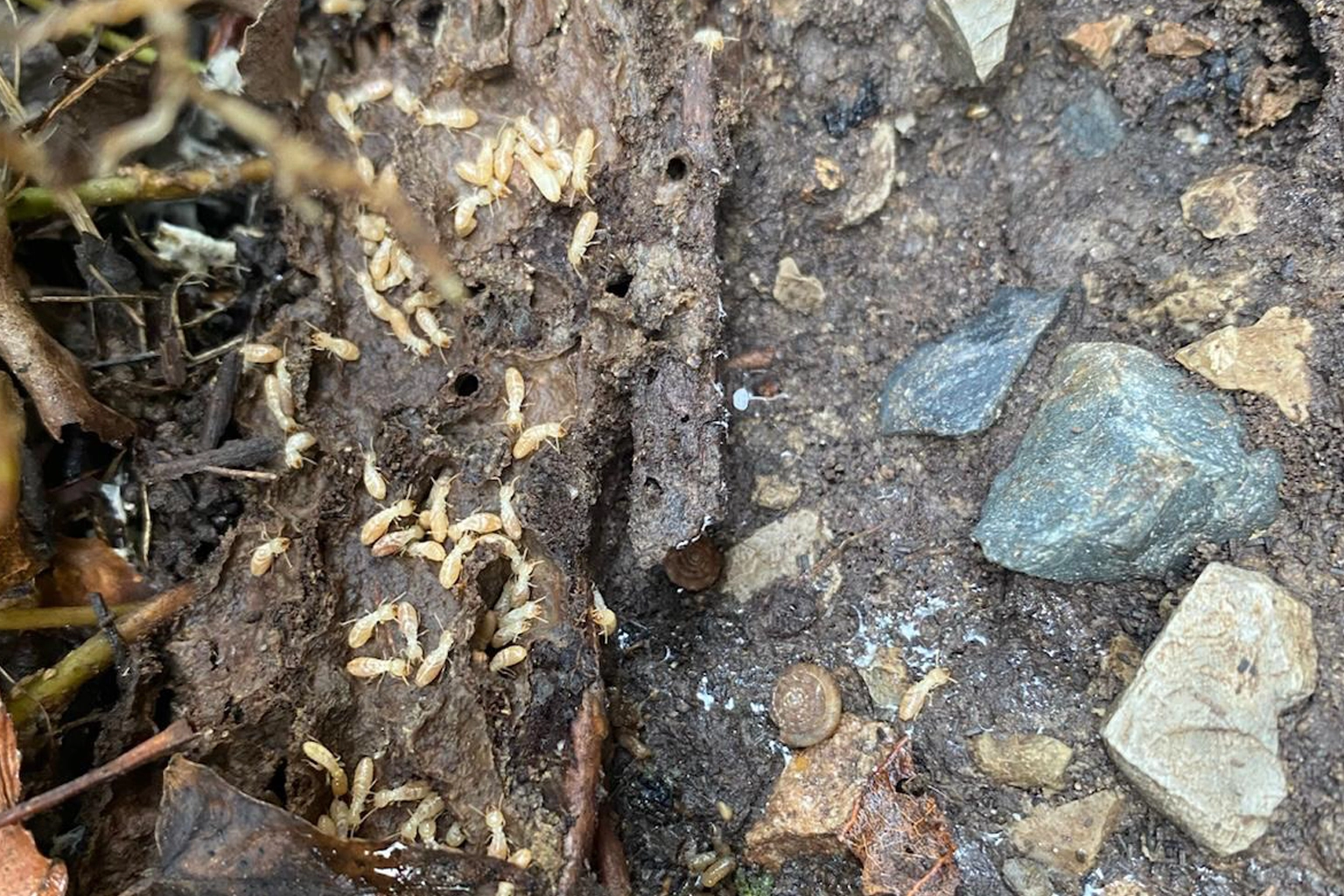 Traitement anti-termites à Limoux