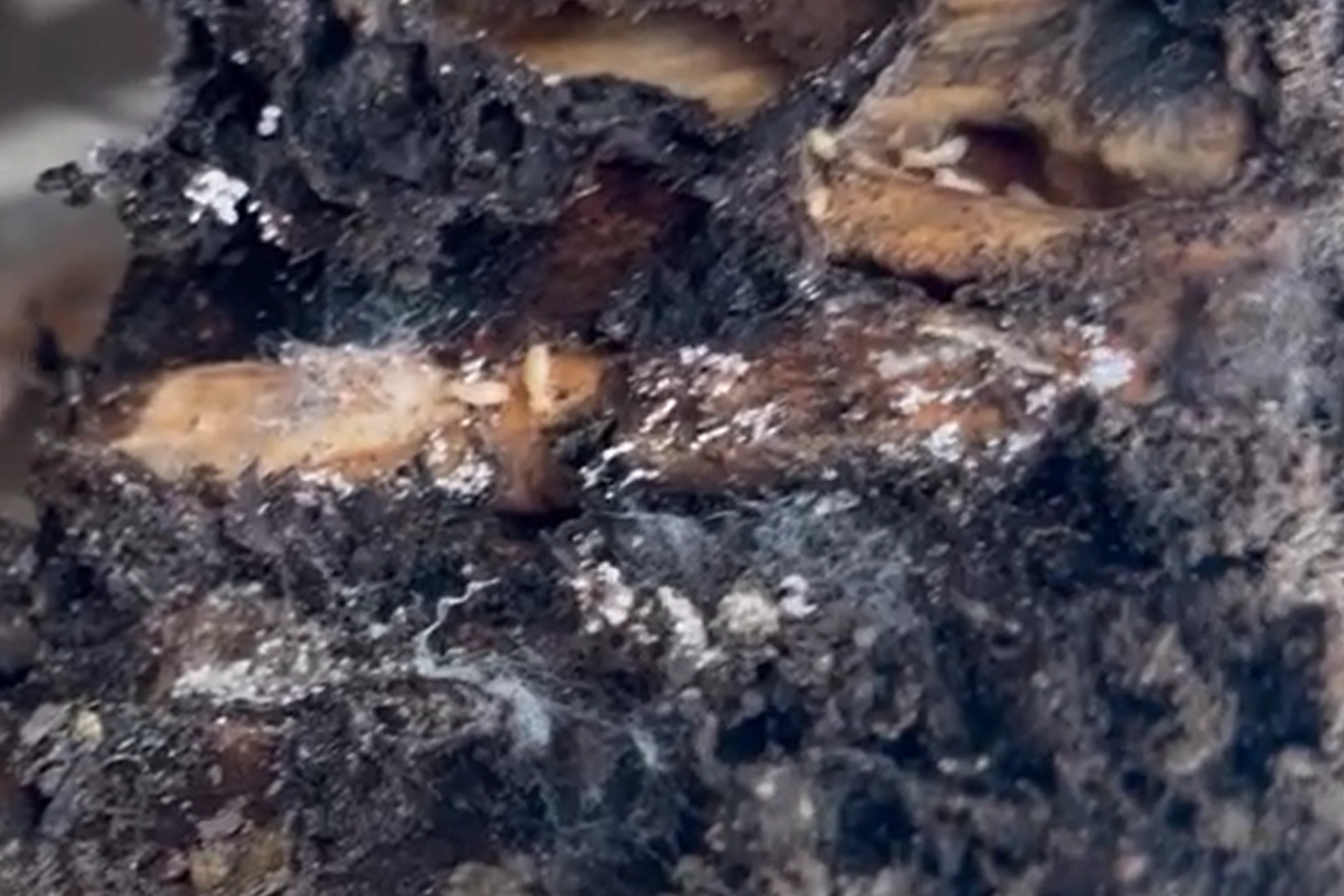 Traitement anti-termites à Lunel