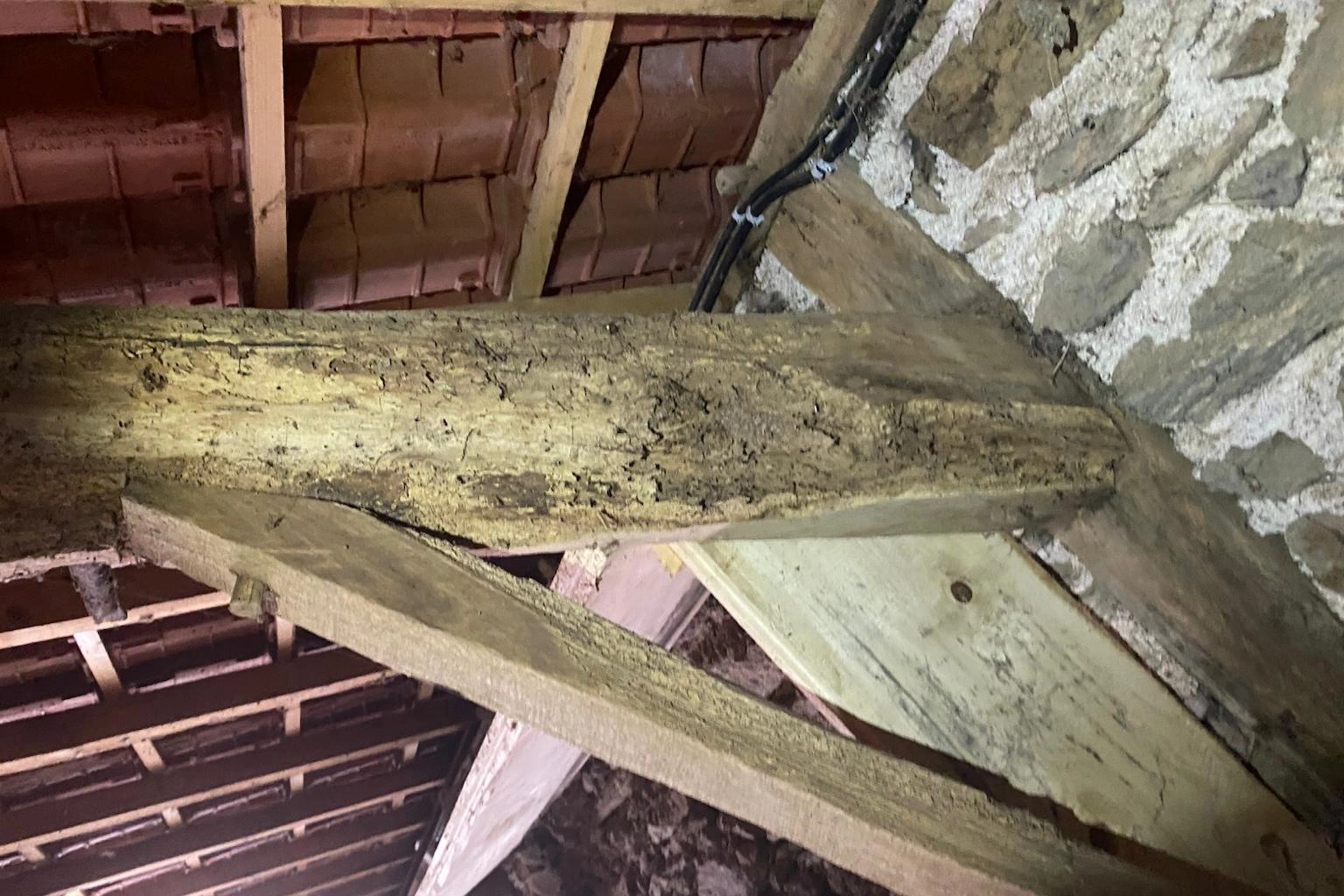 Diagnostic anti-termites à Marvejols