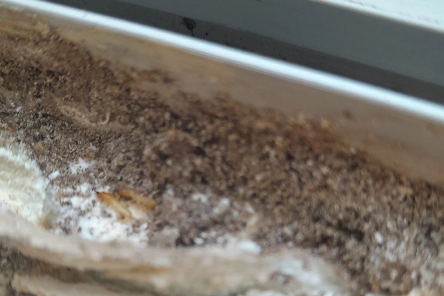 Traitement anti-termites à Maurs, commune officiellement termitée