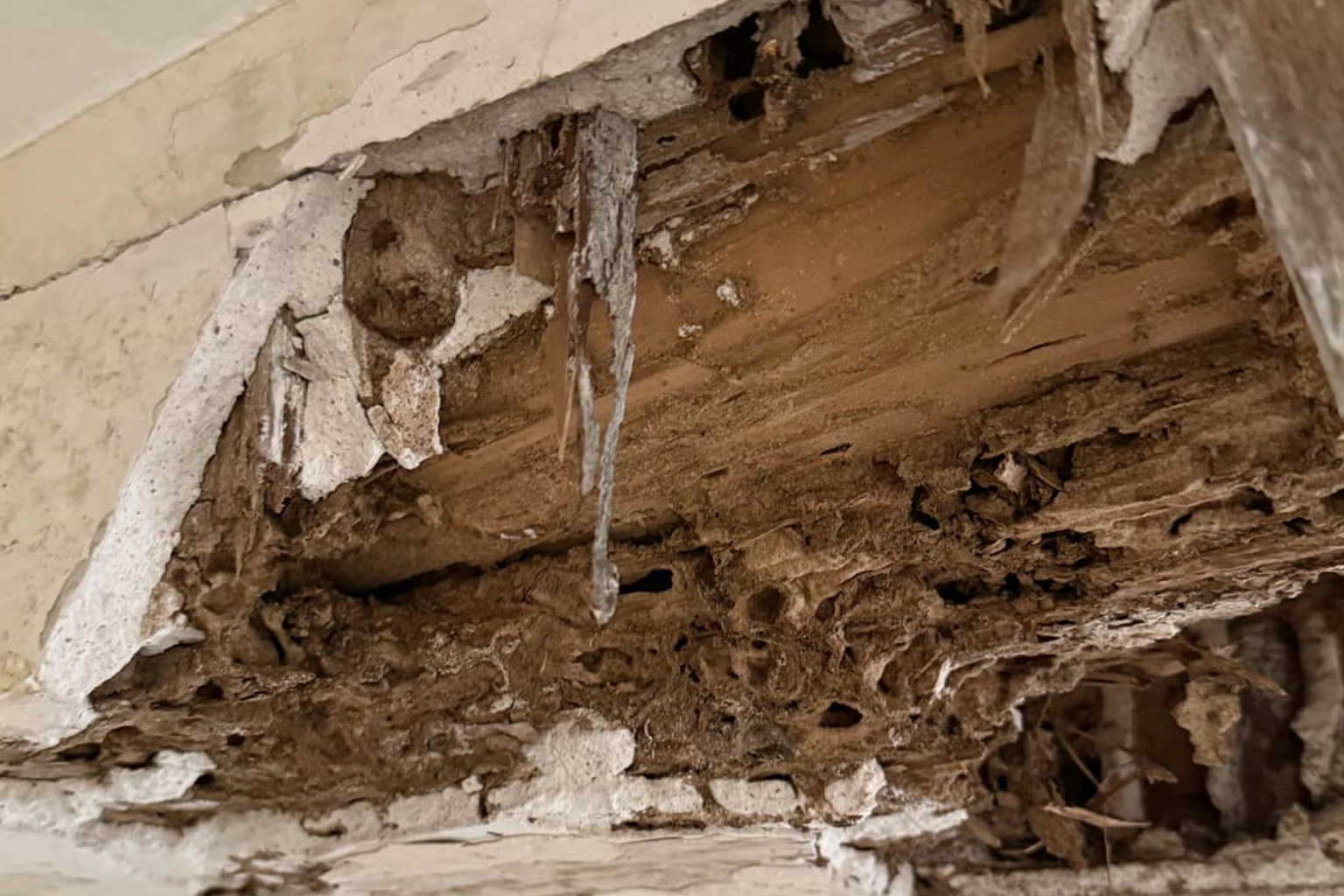 Diagnostic anti-termites à Mende