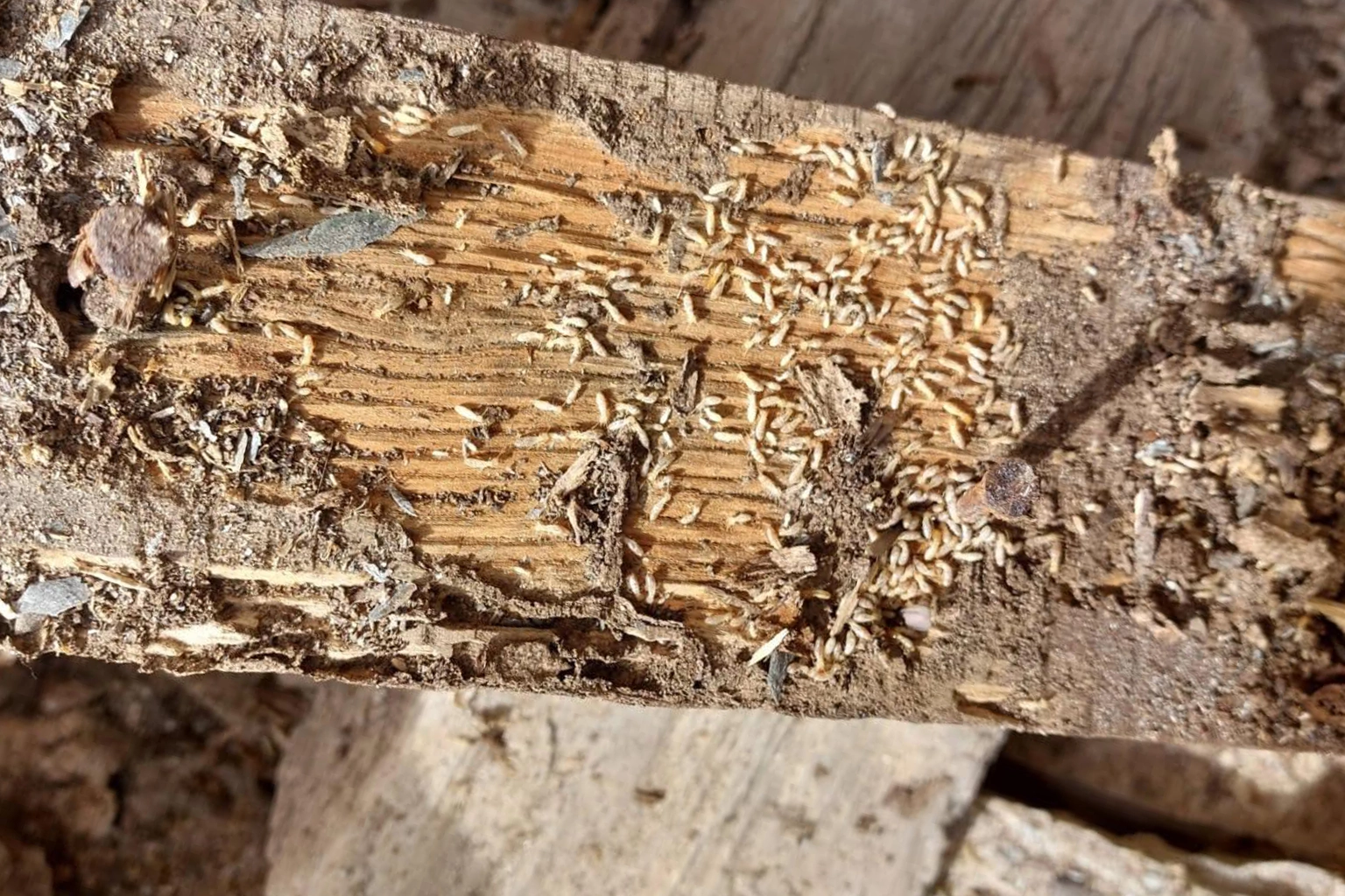 Diagnostic et traitement anti-termites à Millau