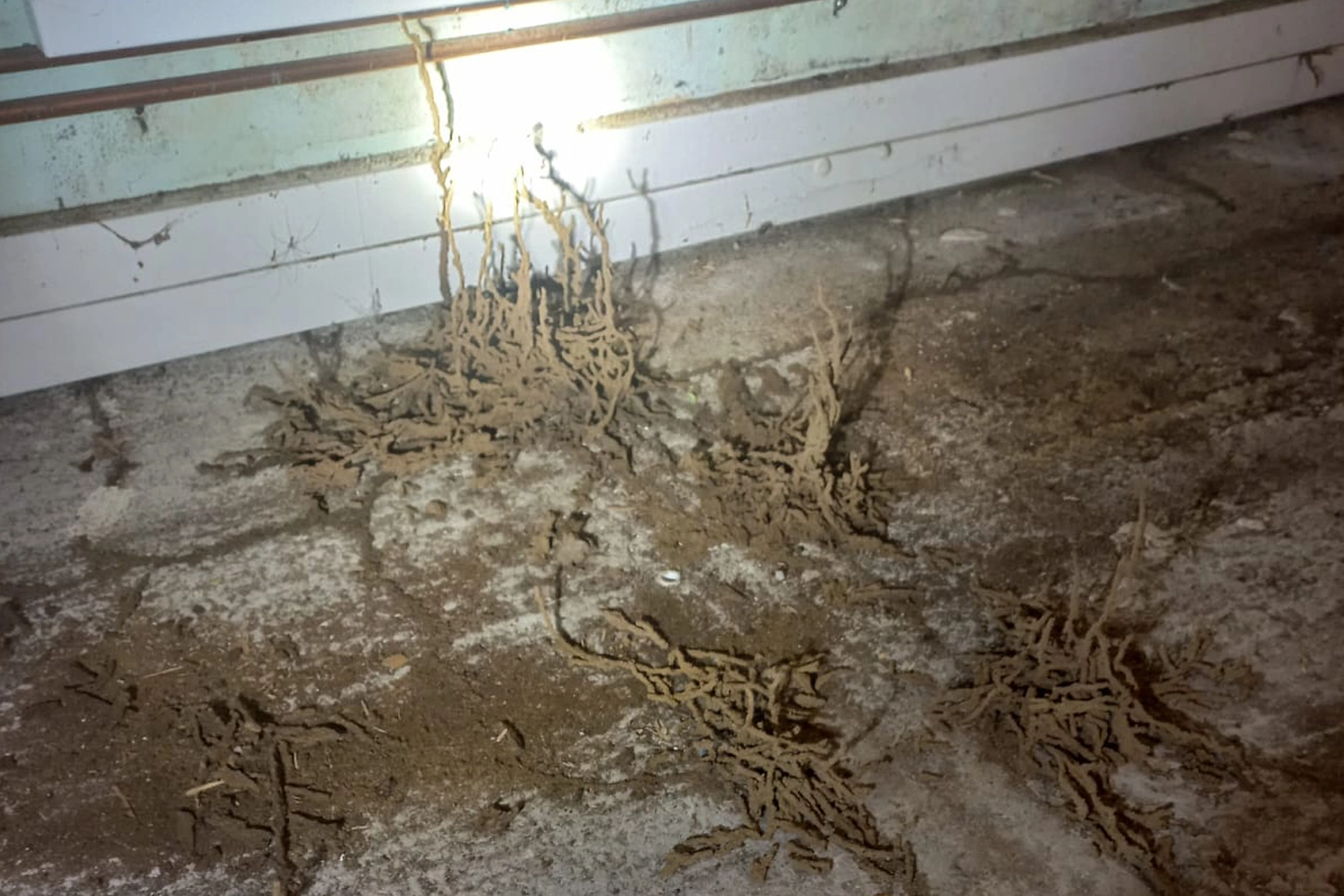 Diagnostic et traitement anti-termites à Montauban
