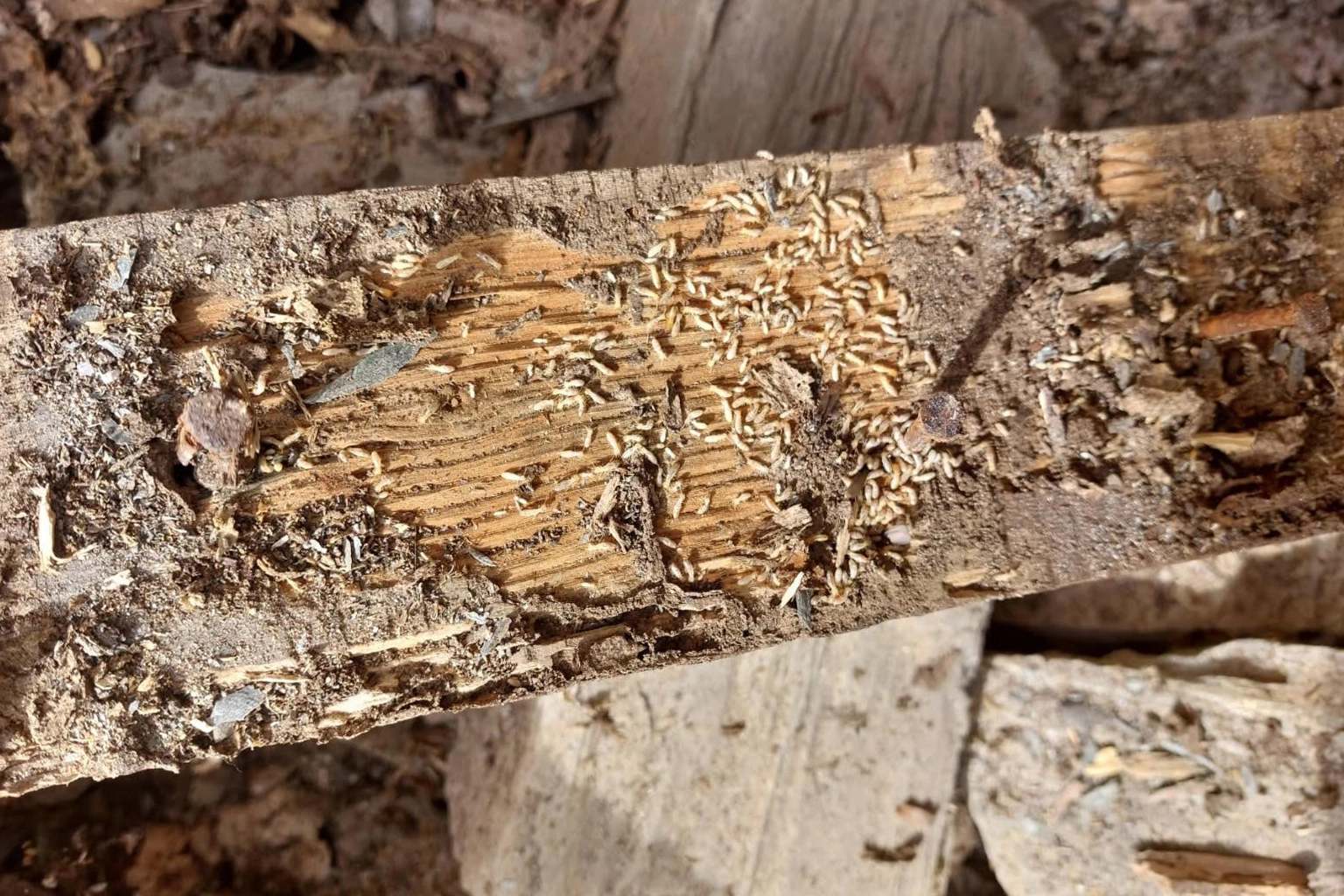 Diagnostic et traitement anti-termites à Narbonne