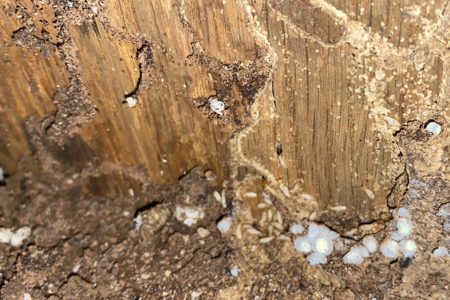 Traitement anti-termites à Onet-le-Château
