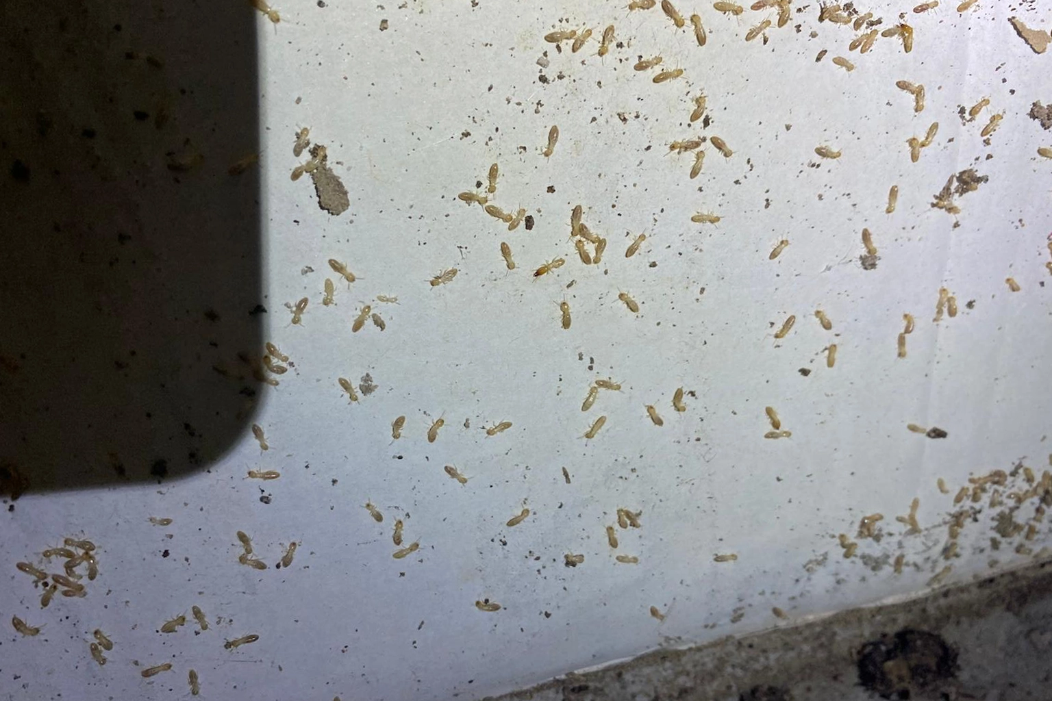 Diagnostic anti-termites à Orange et Carpentras