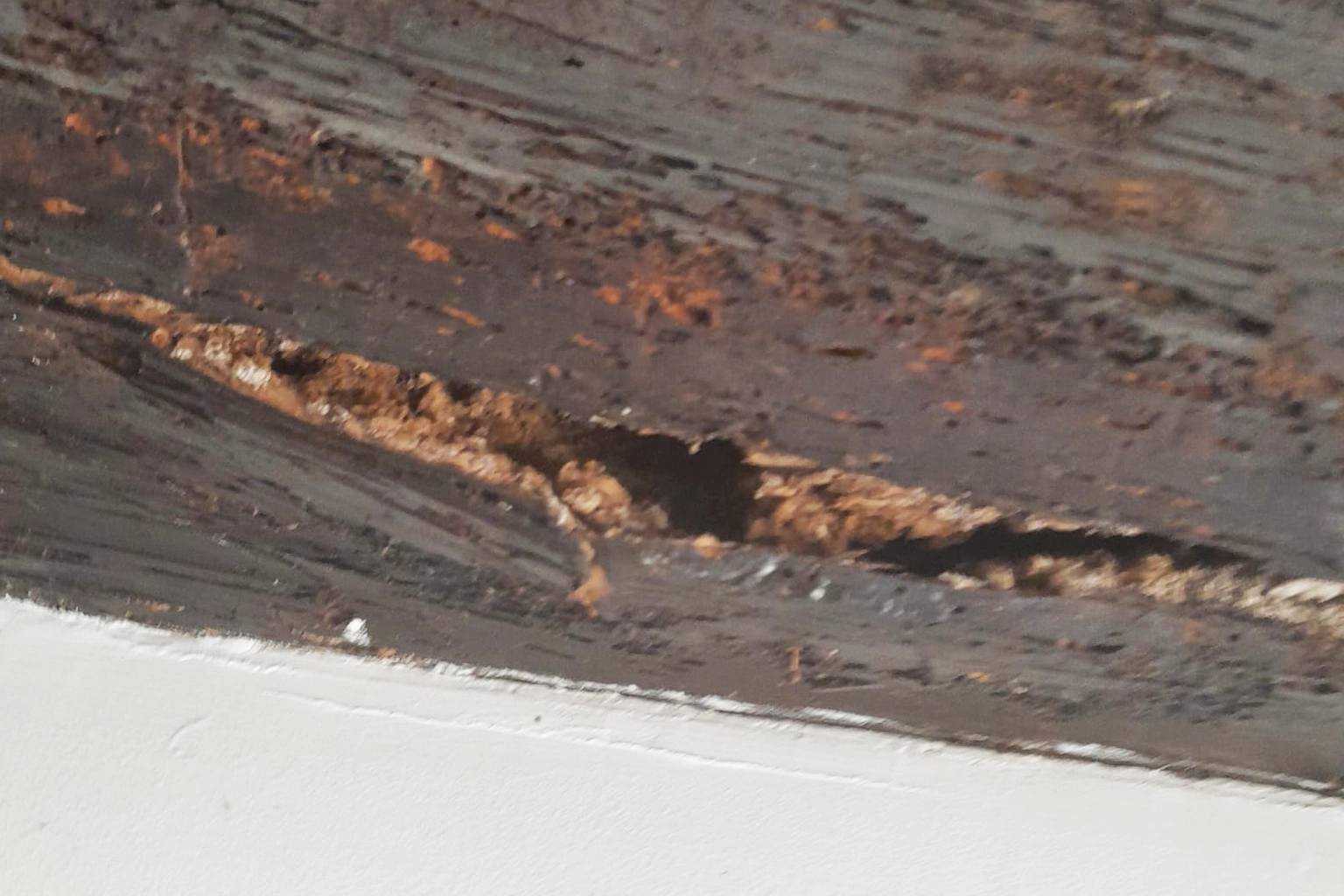 Diagnostic et traitement anti-termites à Perpignan