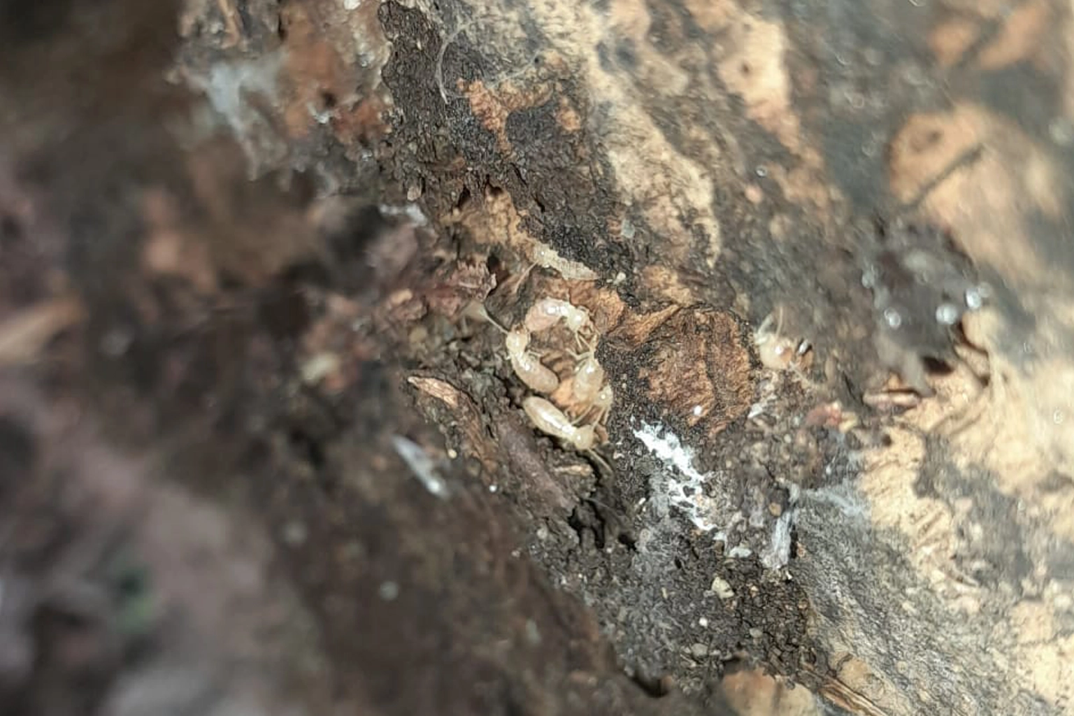 Traitement anti-termites à Saint-Céré