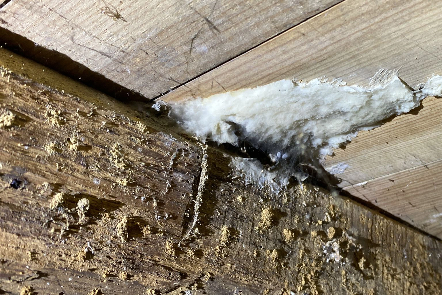 Diagnostic préventif anti-termites à Saint-Flour