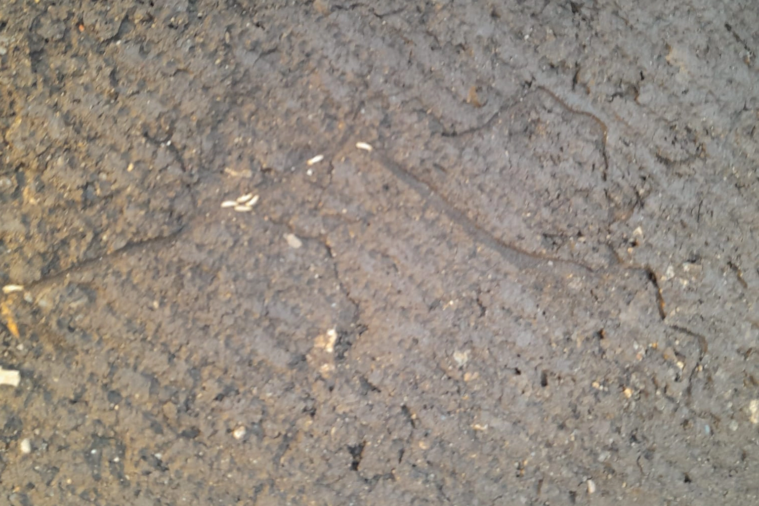 Traitement anti-termites à Sète