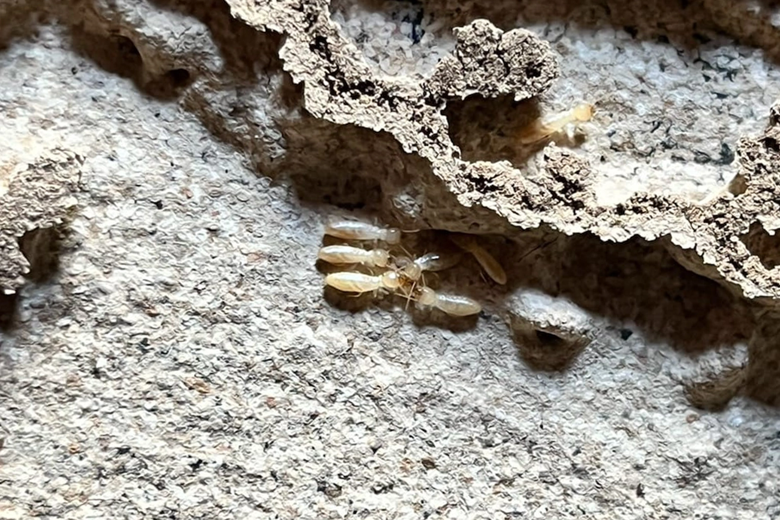 Traitement anti-termites à Souillac