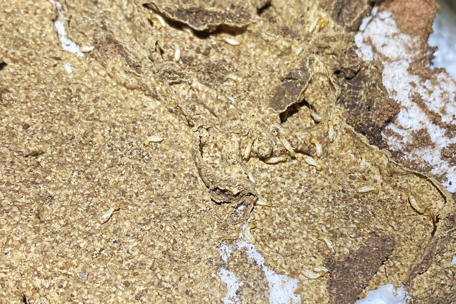 Traitement anti-termites à Villefranche-de-Rouergue
