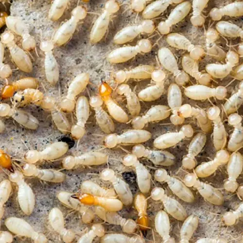 termites-espèces