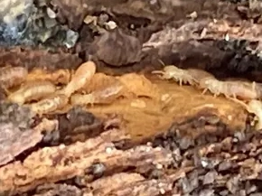 Les dégâts des termites