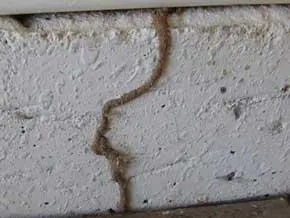 Cordonnet de termites sur un mur révélant une infestation