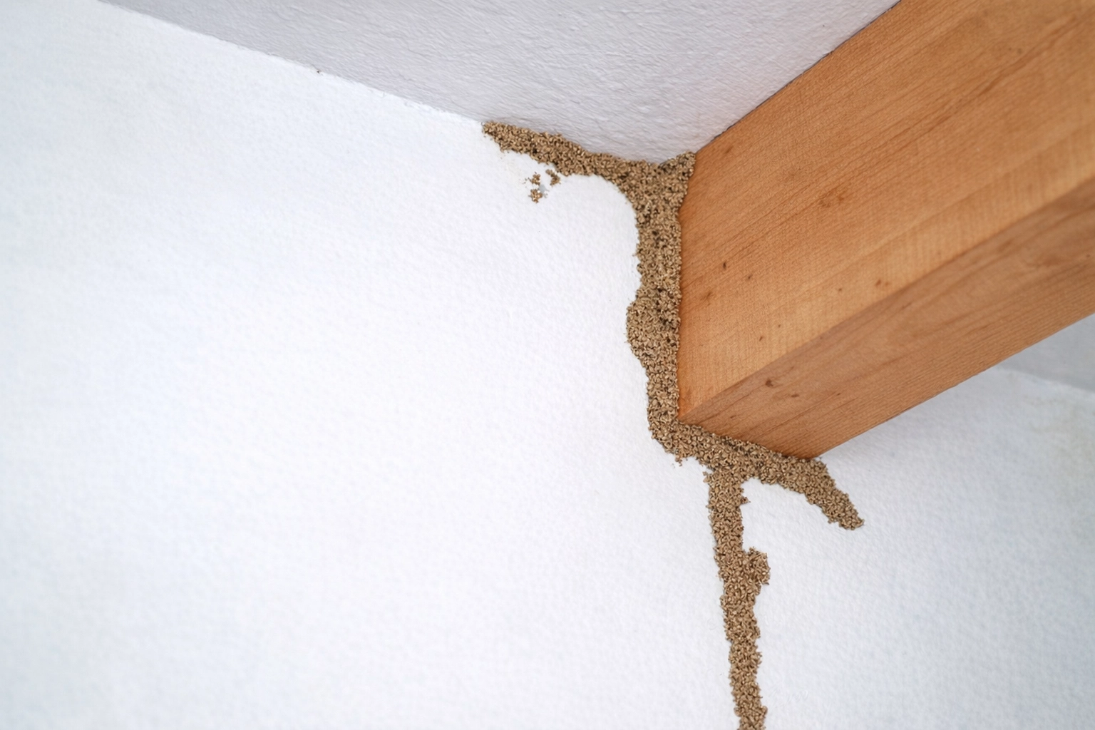galerie termites mur maison infestation