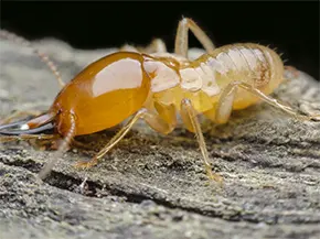 Biologie des termites