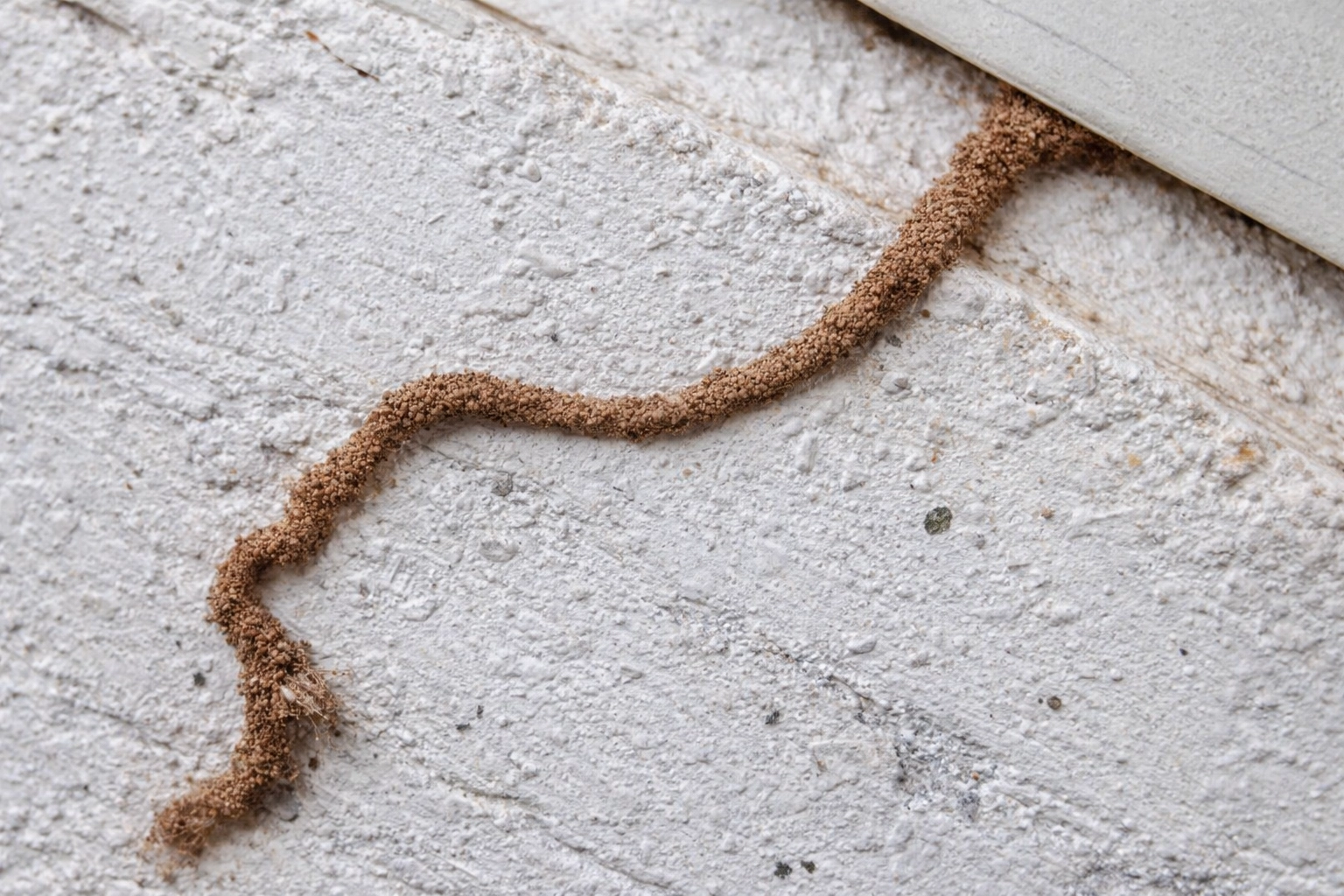 Gros plan sur un tunnel de boue construit par des termites pour se déplacer